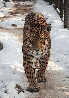 Jaguar in snow